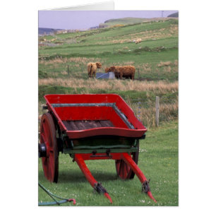 Écosse, île de Skye, Kilmuir. Animaux de ferme