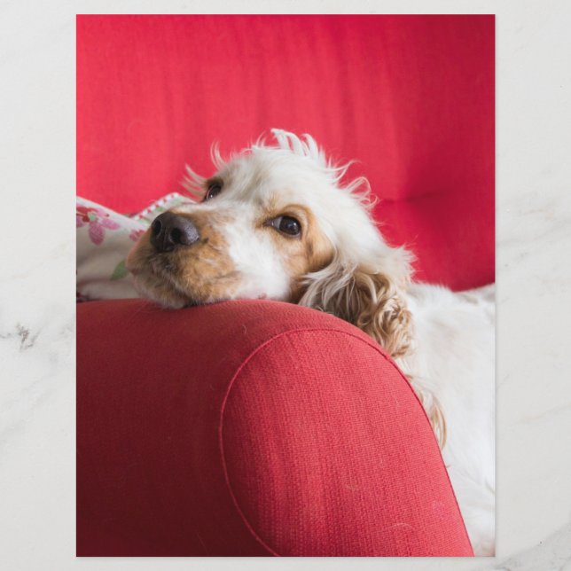 ecs orange et blanc chillin (Devant)