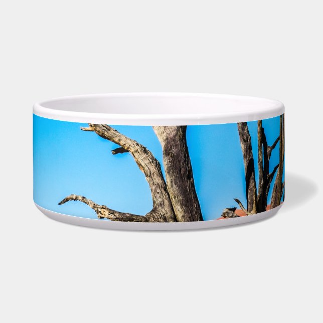 Écuelle Arbre mort à Deadvlei, Namibie (Gauche)