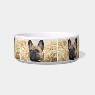 Écuelle Bouledogue français dans la paille Bouledogue fran