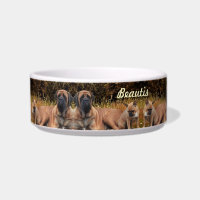 Bouledogue français et Mastiff amis