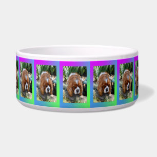 Écuelle Cavalier Spaniel visage larmoyant,