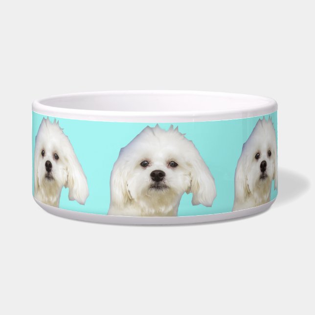 Écuelle Chiot maltais de chien blanc (Devant)