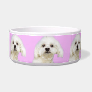 Écuelle Chiot maltais sur le rose