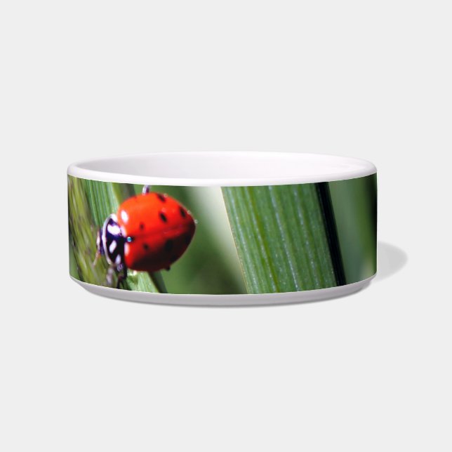 Écuelle Coccinelle (Coccinellidae) (Droite)