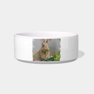Écuelle Cuvette d'animal familier de lapin de lapin