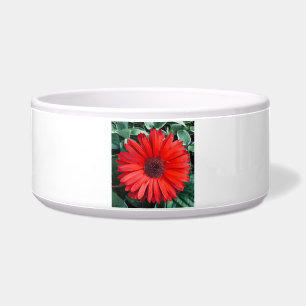 Écuelle Fleur orange de marguerite florale moderne brillan