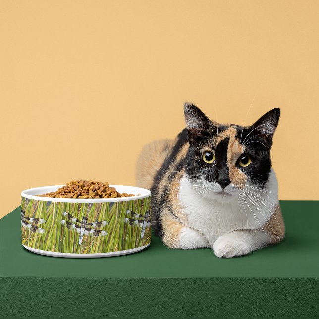 Écuelle Photo de libellule d'écrémage blanc commun (In Situ)