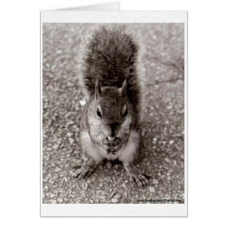 Écureuil à la noix