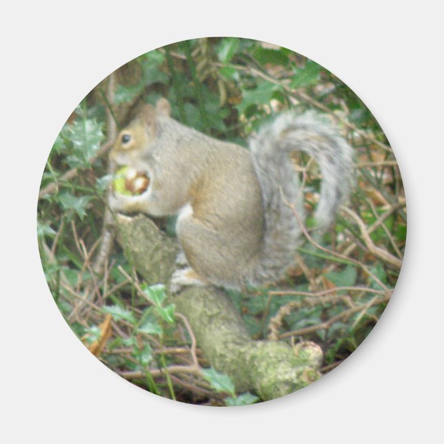 Écureuil avec aimant Acorn (Devant)