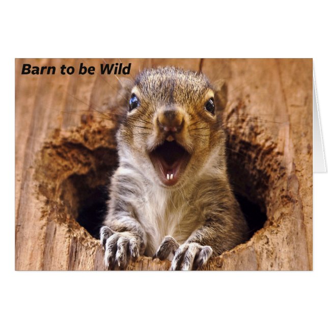 Écureuil choqué (Devant Horizontal)