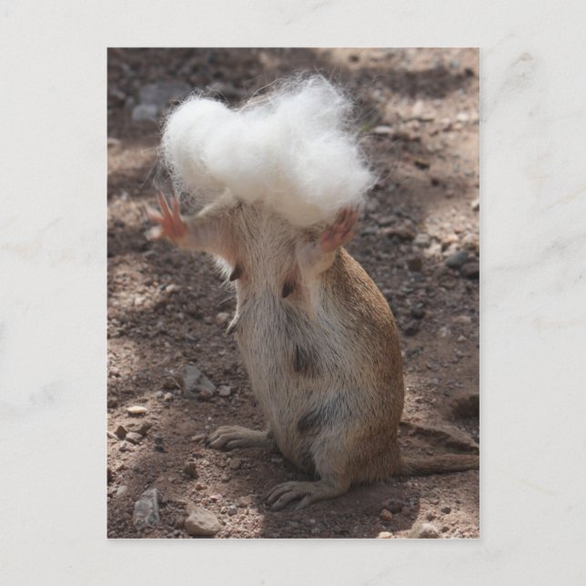 Écureuil contre carte postale fourrure Samoyed (Devant)