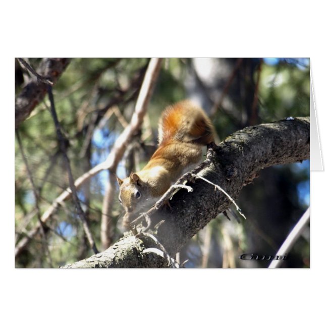 Écureuil curieux (Devant Horizontal)