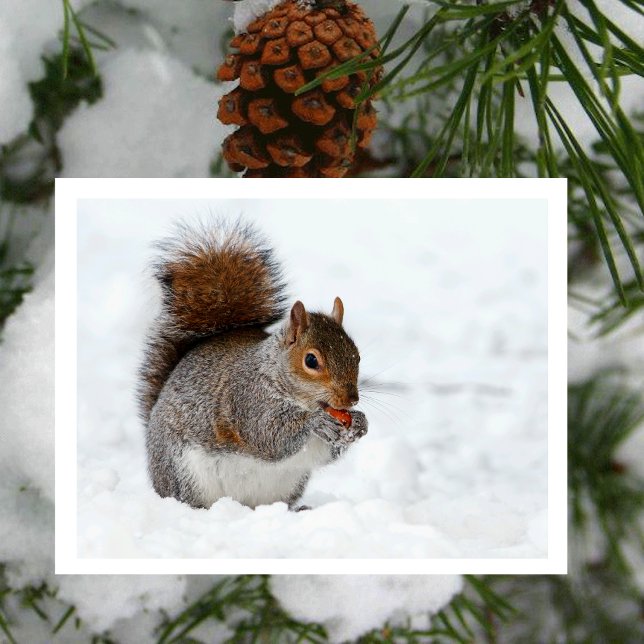 Écureuil dans la neige avec carte postale de baie (Créateur téléchargé)