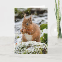 Écureuil dans la neige Carte de Noël