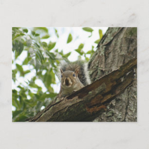 Écureuil Dans L'Arbre Carte Postale