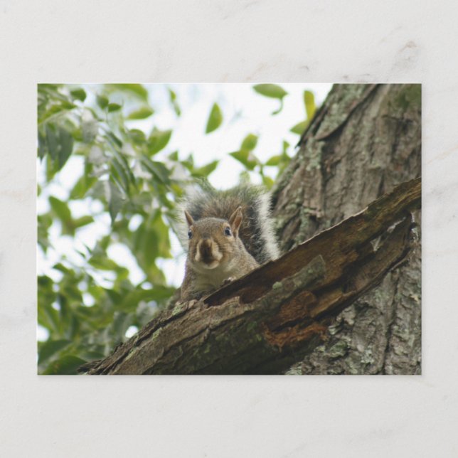 Écureuil Dans L'Arbre Carte Postale (Devant)
