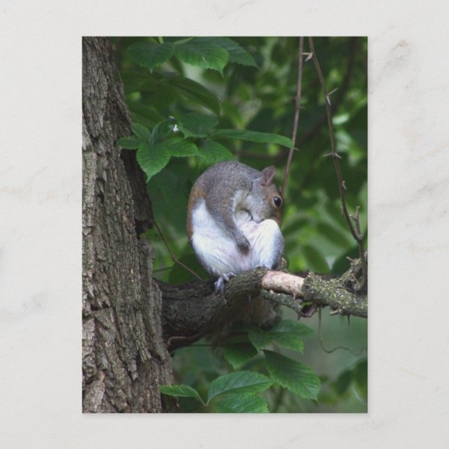 Écureuil dans l'arbre Carte postale photo (Devant)