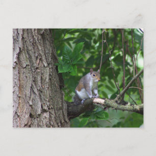 Écureuil dans l'arbre Carte postale photo