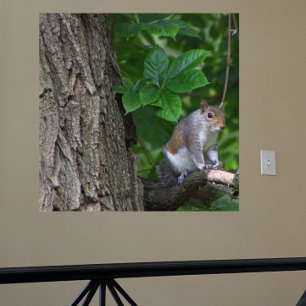 Écureuil dans l'arbre Poster photo