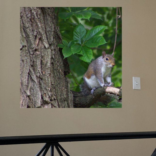 Écureuil dans l'arbre Poster photo (Créateur téléchargé)