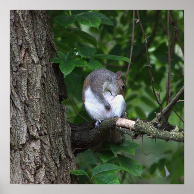 Écureuil dans l'arbre Poster photo (Devant)