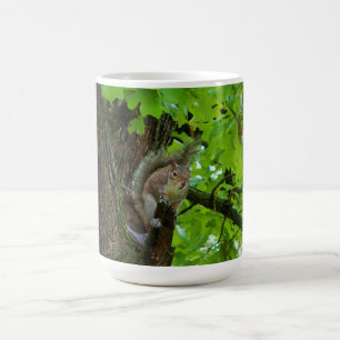Écureuil dans un mug de la nature du chêne
