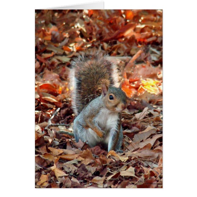 Écureuil d'automne (Devant)