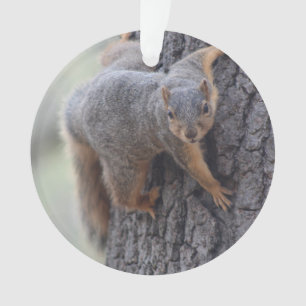 Écureuil de accrochage