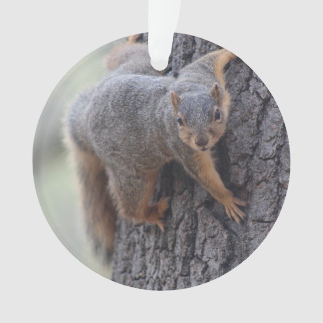 Écureuil de accrochage (devant)