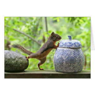 Écureuil et boîte à biscuits