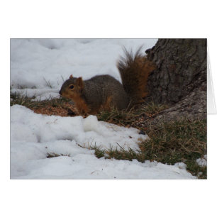 Écureuil et neige