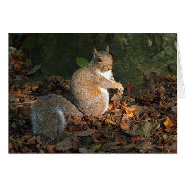Écureuil gris - Bute Park, Cardiff, Pays de Galles (Devant horizontal)