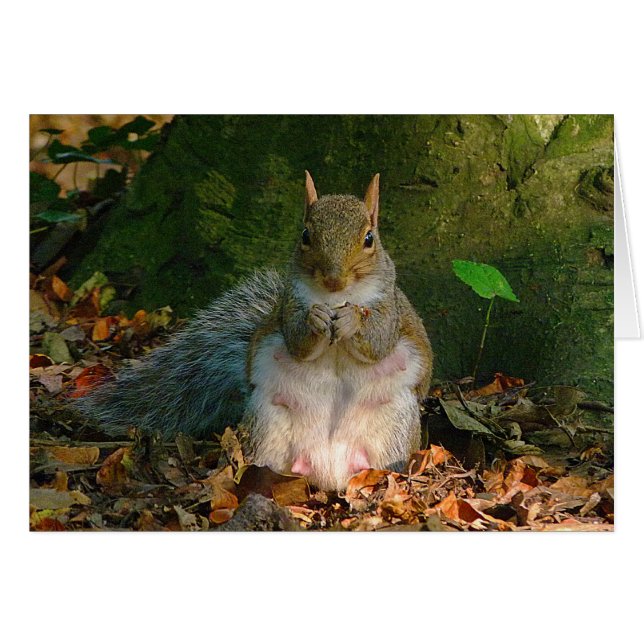 Écureuil gris - Bute Park, Cardiff, Pays de Galles (Devant horizontal)