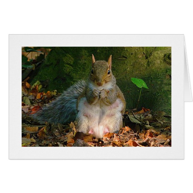 Écureuil gris - Bute Park, Cardiff, Pays de Galles (Devant horizontal)