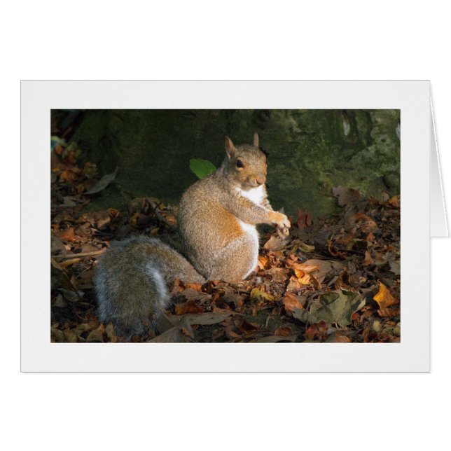 Écureuil gris - Bute Park, Cardiff, Pays de Galles (Devant horizontal)