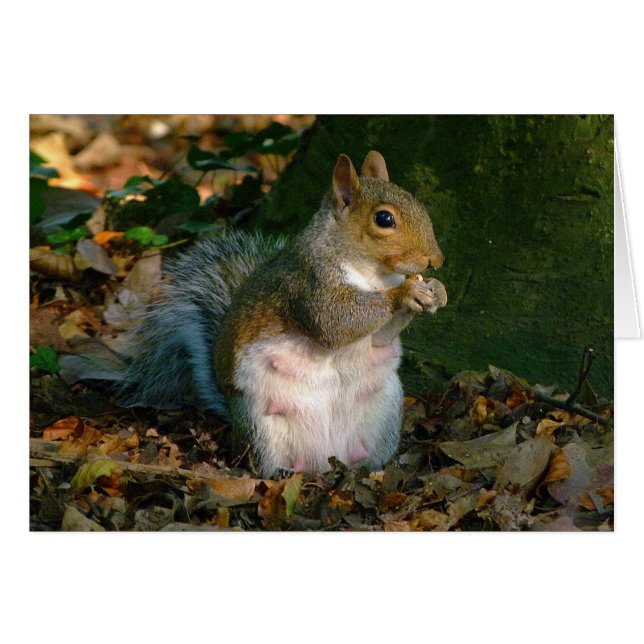Écureuil gris - Bute Park, Cardiff, Pays de Galles (Devant horizontal)