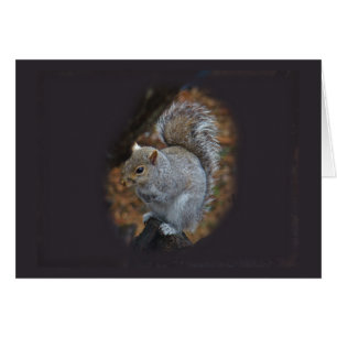 Écureuil gris de l'Est - Sciurus carolinensis
