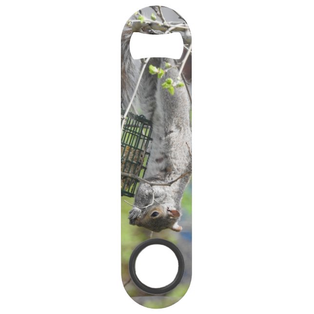 Écureuil gris vers le bas (Dos)