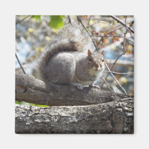 Écureuil mignon sur un aimant de branche