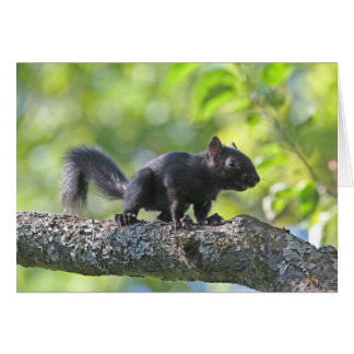 Écureuil noir de bébé