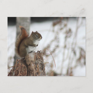 Écureuil rouge en hiver Carte postale photo