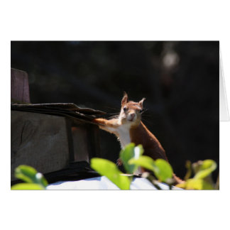 Écureuil rouge, Tresco