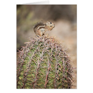 Écureuil sur cactus tonneau