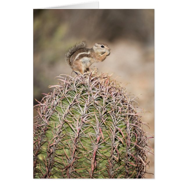 Écureuil sur cactus tonneau (Devant)