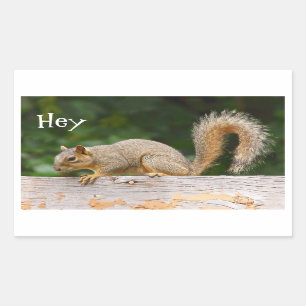 Écureuil sur Stickers de clôture