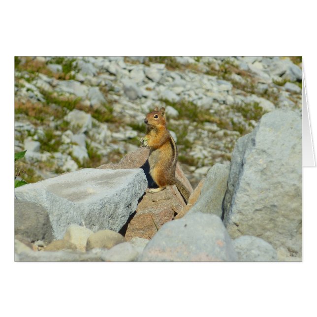 Écureuil terrestre à manteau doré au mont Rainier (Devant horizontal)