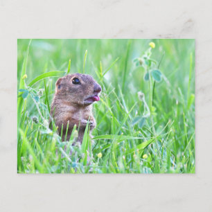 Écureuil terrestre dans l'herbe Carte postale Phot