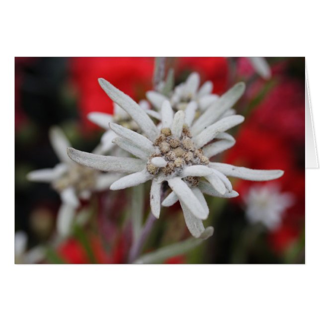 Edelweiss (Devant horizontal)