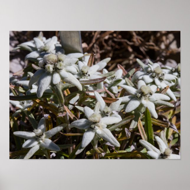 Edelweiss Poster Paper (Matte) (Devant)